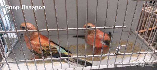 Папагали неофеми и пойни, снимка 2 - Папагали - 54303895