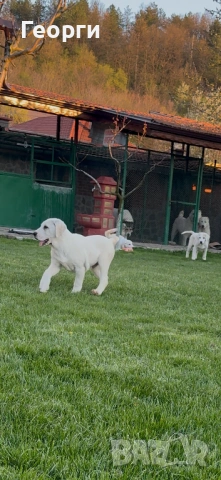 Алабай (Средноазиатска овчарка), снимка 6 - Алабай - 54258626