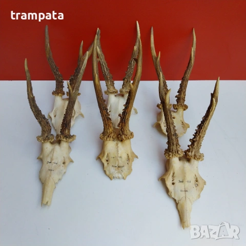 НАЙ ДОБРАТА ОФЕРТА Стари Немски Трофей, рога Сръндаг 