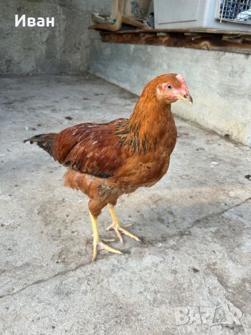 Кръстоски селски женски пилета , снимка 1