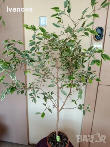 Цвете фикус бенджамин, снимка 4 - Стайни растения - 51075695