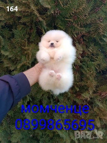 Померани. Момче и момиче. Снимки от 09.03.26 г. , снимка 4 - Померан - 53768049