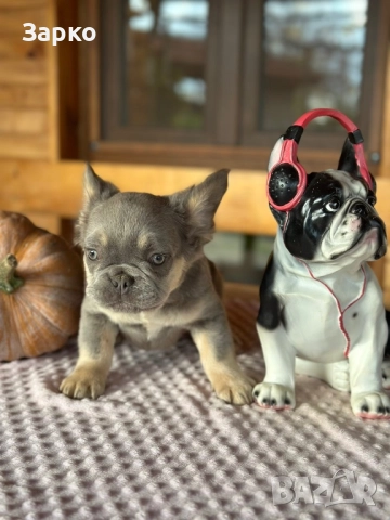 Френски булдог, снимка 2 - Френски булдог - 51228287