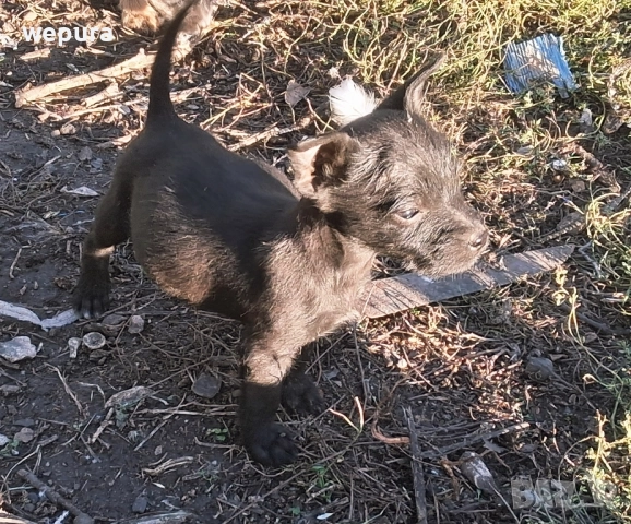 Японски петли за разплод хоби японски кокошки токачки, снимка 4 - Кокошки и пуйки - 50232349