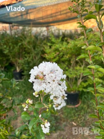 Индийски люляк (Lagerstroemia Indica), снимка 8 - Градински цветя и растения - 42476943