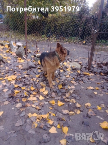 Продавам мъжка немска овчарка, снимка 2 - Немска овчарка - 52170970