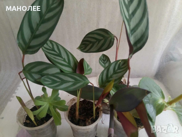 🪴🪴🪴🪴Калатея🪴🪴🪴🪴, снимка 2 - Стайни растения - 53012926