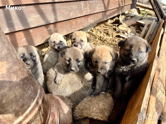 Чехословашки вълчак - Кангал, снимка 4 - Кангал - 53396270