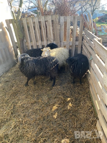 Продавам шутлански овце , снимка 3 - Овце - 49606595