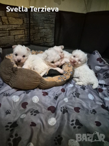 3 момченца и 1 момиче за разкош , снимка 2 - Болонка - 53343774