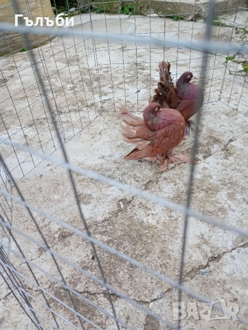 Ростовски гълъби 