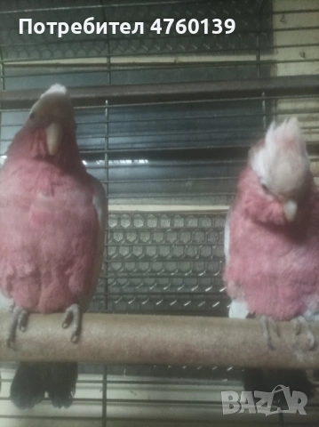 Розово Какаду ръчно хранено, снимка 3 - Папагали - 53814880