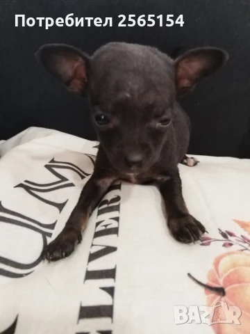 Пинчерче момиченце, снимка 1