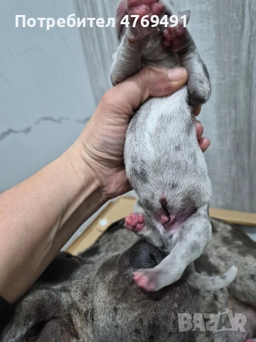 XL American bully's с родословие и сертификати , снимка 6 - Американски стафордширски териер - 53882558