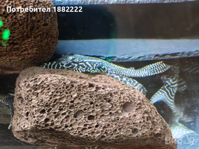 Сомчета Л066,236, снимка 2 - Рибки - 51857546