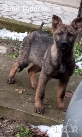 Немска овчарка -сивак