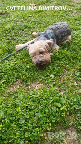 Продавам породисто йорки, снимка 6 - Йоркширски териер - 53872010