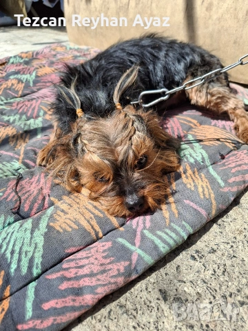 продавам Йорки, снимка 6 - Йоркширски териер - 54205886