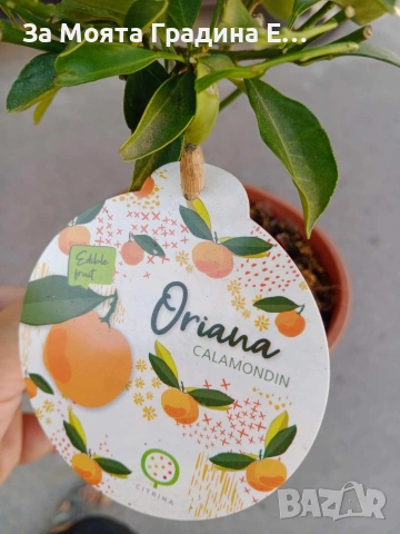 Цитрусови растения 8 вида – Лимон , Портокал , Мандарина, Грейфрут  , снимка 12 - Градински цветя и растения - 53623168
