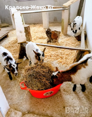 Мини холандски козички !