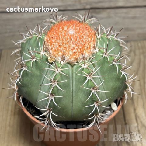 Melocactus matanzanus, снимка 1