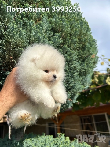 Уникално мини момче, снимка 2 - Померан - 52246853