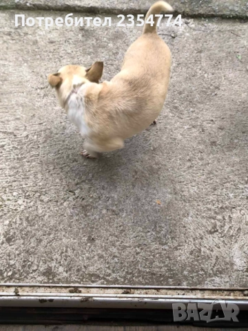 чихуахуа женско, снимка 6 - Чихуахуа - 54115089