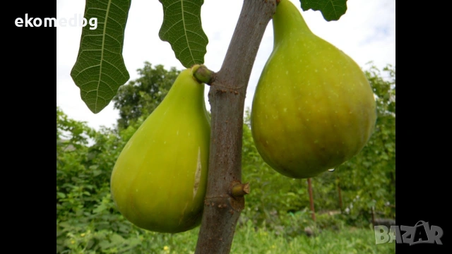 Смокини черна и зелена крушовидна, снимка 2 - Разсади - 53946126