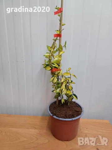 Жасмин вечно зелен Налични 4 вида, снимка 16 - Разсади - 49939528