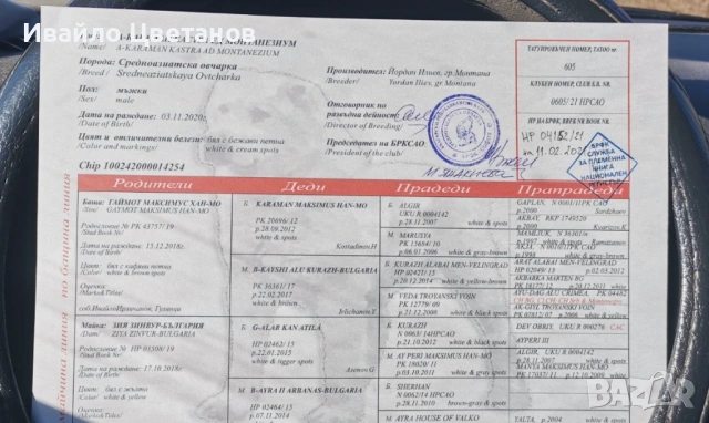 Алабай, снимка 11 - Средноазиатска овчарка - 53167876