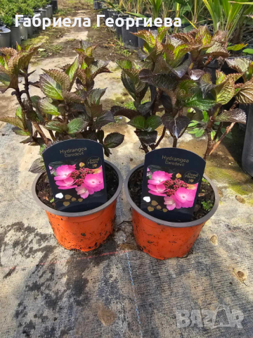 Хортензия дантелено розово, снимка 1 - Градински цветя и растения - 45018029