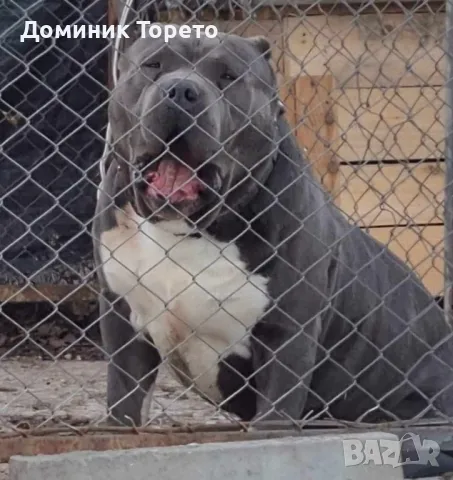 American bully xl, снимка 18 - Други - 46970498