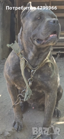 Продажба на чистокръвни кучета Кане Корсо, снимка 11 - Кане корсо - 54166371