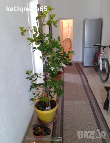 Продавам къща в с.чорбаджийско , снимка 3 - Къщи - 53723089