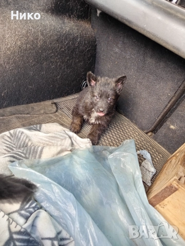 Немски овчарки , снимка 9 - Немска овчарка - 52176583