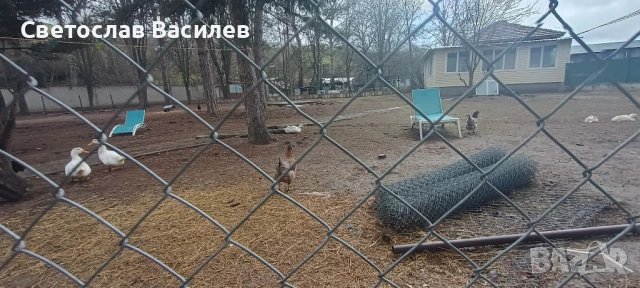 Продавам зайци, петли и патици за консумация + декоративно козле, снимка 4 - Други - 53028884