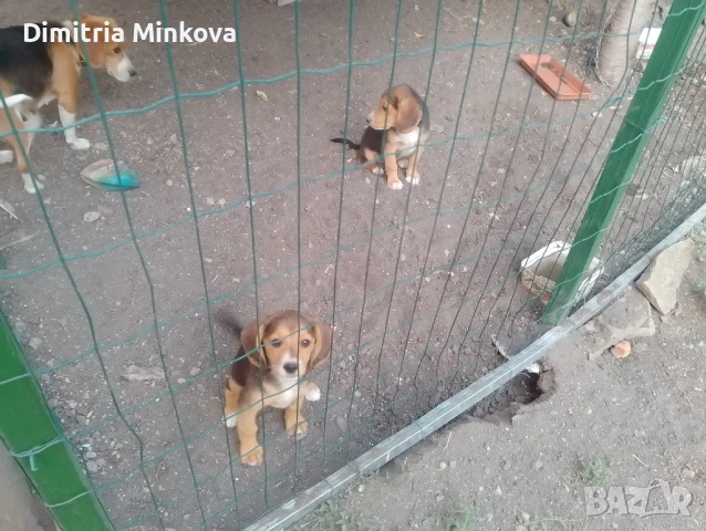 Домашни любимци , снимка 1