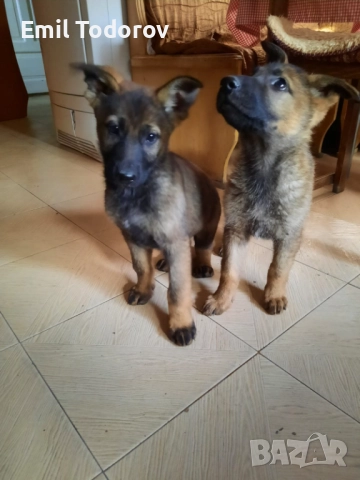 Немска овчарка -сивак, снимка 8 - Немска овчарка - 52423343