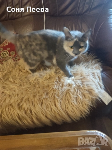 Домашна, женска,кастрирана котка, снимка 4 - Други - 52171919