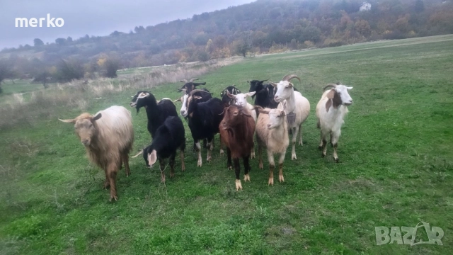 Продават се кози., снимка 2 - Кози - 52392788