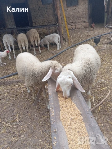 агнета, снимка 2 - Овце - 51023636