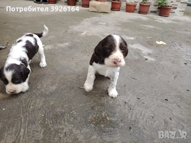 Спрингер Шпаньол , снимка 7 - Шпаньоли - 52334906