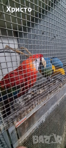 Продавам чифт Ари 