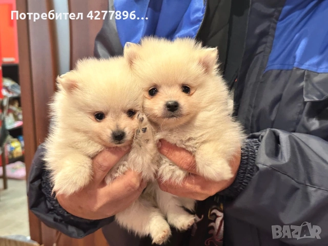 Померанчета , снимка 3 - Померан - 53721660