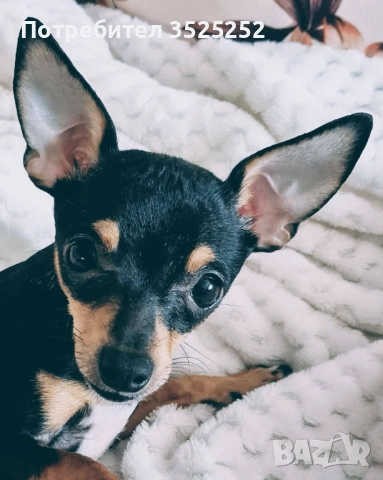 ПРОДАВАМ  ЖЕНСКО КУЧЕНЦЕ  НА 9 М. ЧИХУ-ПИНЧЕР!