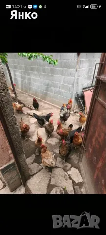 Домашни кокошки, снимка 1