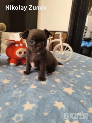 Мъжко чихуахуа шоколад , снимка 1