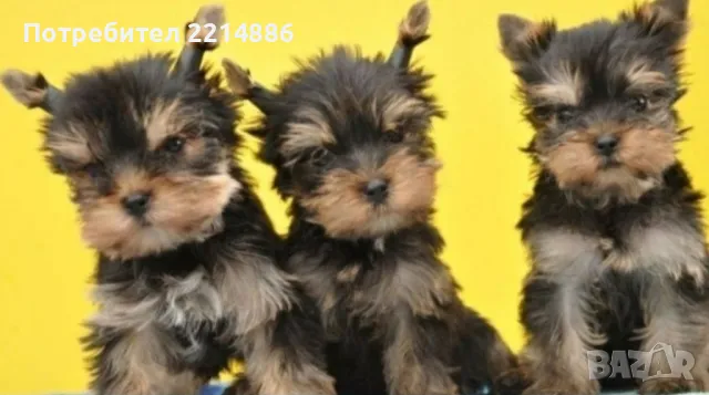 Мини йоркширски териери 