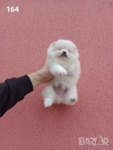 Мъжки и женски бели Померани. Реални снимки от 05.01.26 г. , снимка 9 - Померан - 52930206