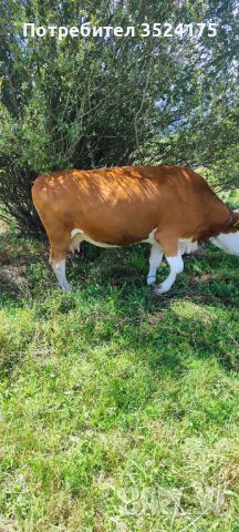Крава, снимка 2 - Крави - 46455330